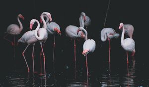 Preview wallpaper flamingo, birds, pond, reflection