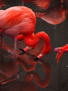 Preview wallpaper flamingo, birds, red, water