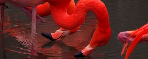 Preview wallpaper flamingo, birds, red, water