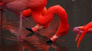Preview wallpaper flamingo, birds, red, water