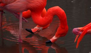 Preview wallpaper flamingo, birds, red, water