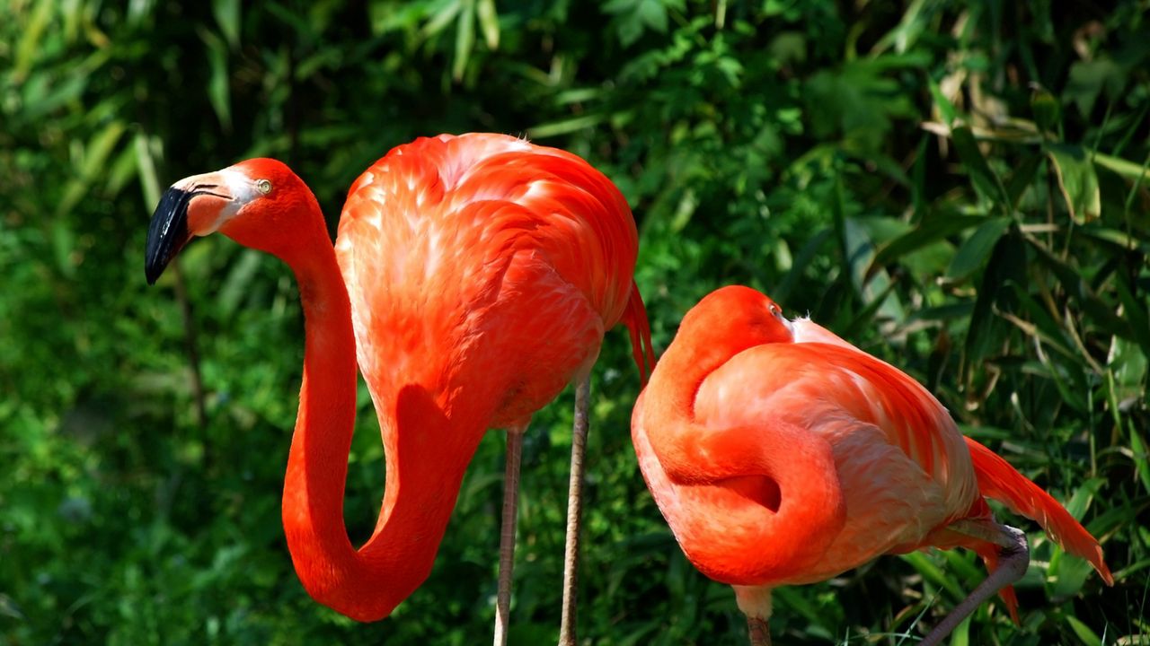 Wallpaper flamingo, couple, grass, birds, color, feathers