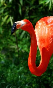 Preview wallpaper flamingo, couple, grass, birds, color, feathers