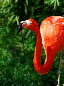 Preview wallpaper flamingo, couple, grass, birds, color, feathers