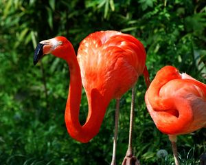 Preview wallpaper flamingo, couple, grass, birds, color, feathers