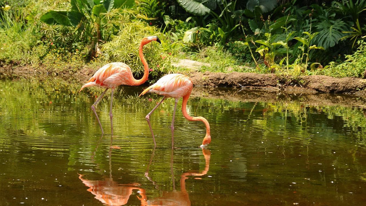 Wallpaper flamingo, couple, walk, water, trees