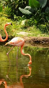 Preview wallpaper flamingo, couple, walk, water, trees