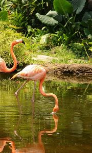 Preview wallpaper flamingo, couple, walk, water, trees