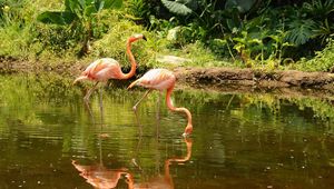 Preview wallpaper flamingo, couple, walk, water, trees