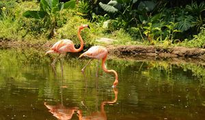 Preview wallpaper flamingo, couple, walk, water, trees