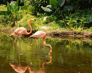 Preview wallpaper flamingo, couple, walk, water, trees