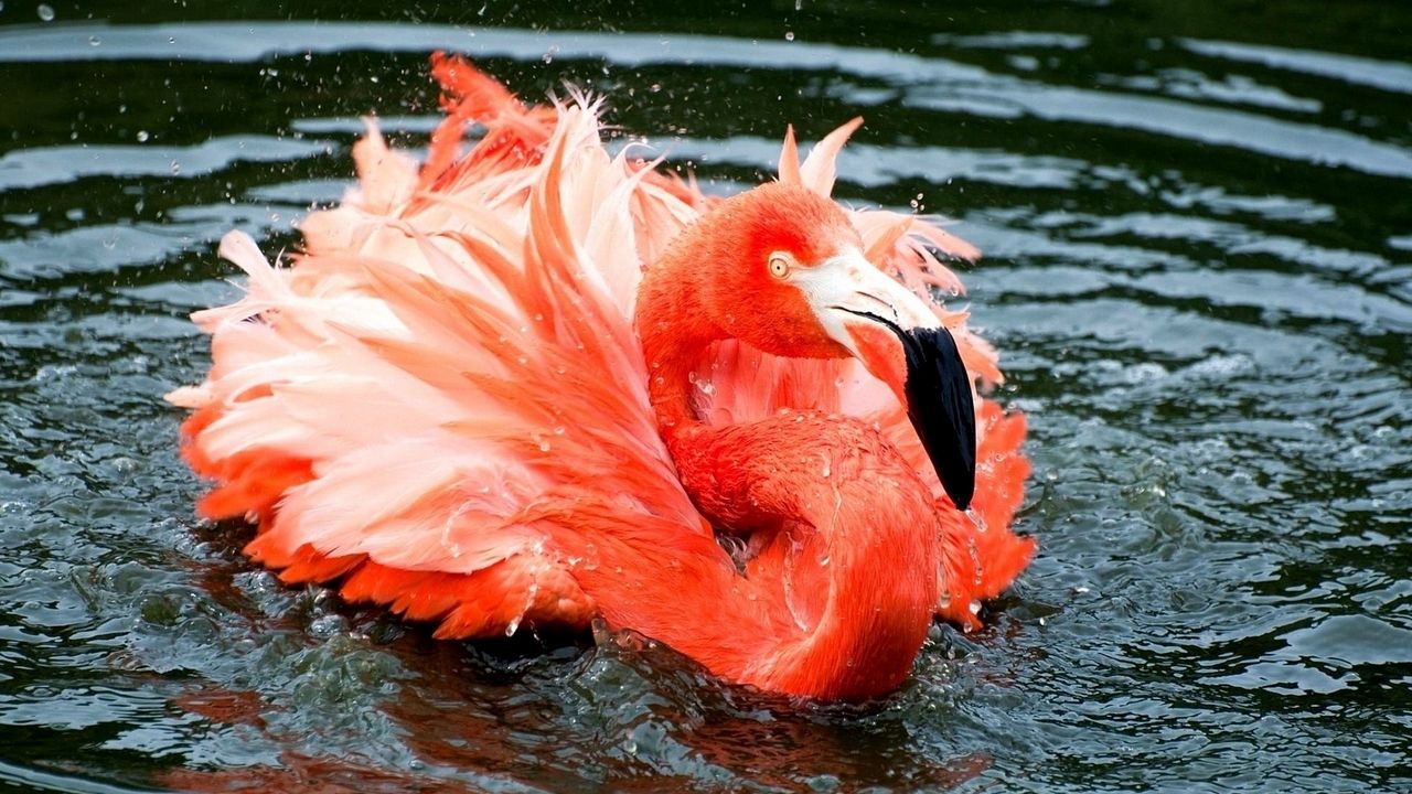 Wallpaper flamingo, feathers, lake, river, swimming
