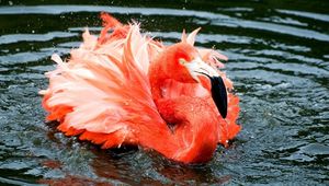Preview wallpaper flamingo, feathers, lake, river, swimming