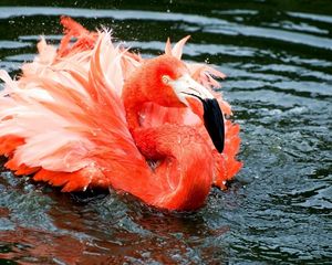 Preview wallpaper flamingo, feathers, lake, river, swimming