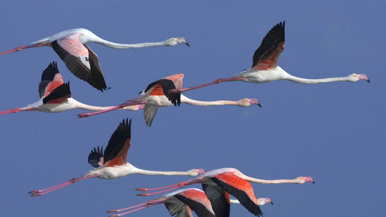 Wallpaper flamingo, flock, flight, sky, birds
