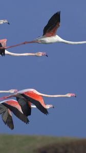 Preview wallpaper flamingo, flock, flight, sky, birds