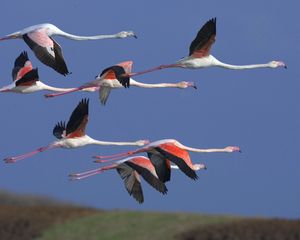 Preview wallpaper flamingo, flock, flight, sky, birds