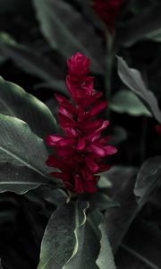 Preview wallpaper flamingo flower, jacobinia, justicia carnea, flower, petals, leaves