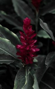 Preview wallpaper flamingo flower, jacobinia, justicia carnea, flower, petals, leaves