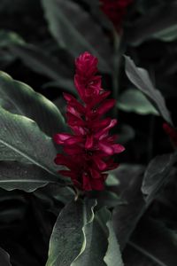 Preview wallpaper flamingo flower, jacobinia, justicia carnea, flower, petals, leaves