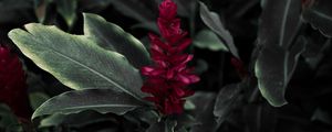 Preview wallpaper flamingo flower, jacobinia, justicia carnea, flower, petals, leaves