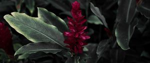 Preview wallpaper flamingo flower, jacobinia, justicia carnea, flower, petals, leaves