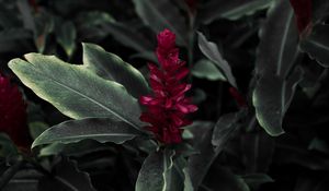 Preview wallpaper flamingo flower, jacobinia, justicia carnea, flower, petals, leaves