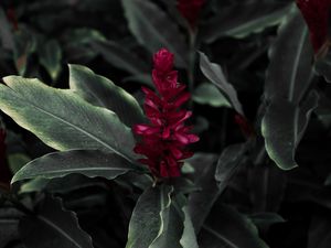 Preview wallpaper flamingo flower, jacobinia, justicia carnea, flower, petals, leaves