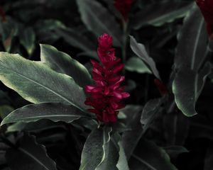 Preview wallpaper flamingo flower, jacobinia, justicia carnea, flower, petals, leaves