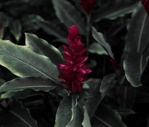 Preview wallpaper flamingo flower, jacobinia, justicia carnea, flower, petals, leaves