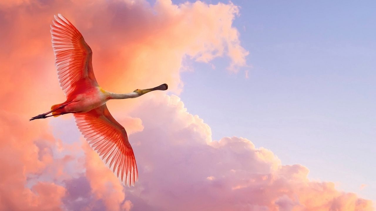 Wallpaper flamingo, flying, birds, sky, clouds