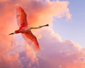 Preview wallpaper flamingo, flying, birds, sky, clouds