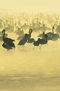 Preview wallpaper flamingo, lake, set, pack, black and white