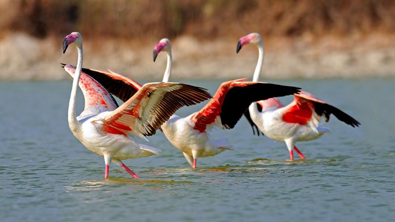 Wallpaper flamingo, lake, water, birds, large, walk
