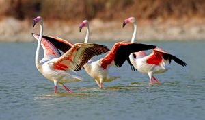 Preview wallpaper flamingo, lake, water, birds, large, walk