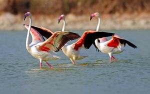 Preview wallpaper flamingo, lake, water, birds, large, walk