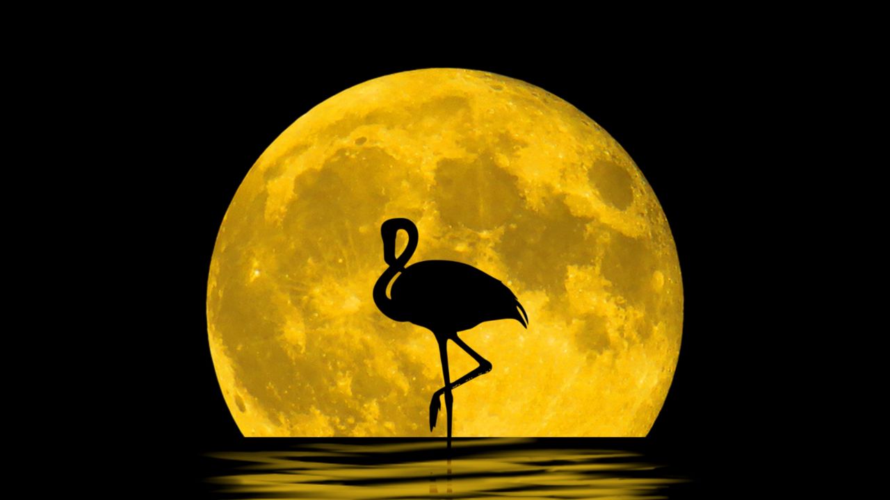 Wallpaper flamingo, moon, silhouette, reflection, art