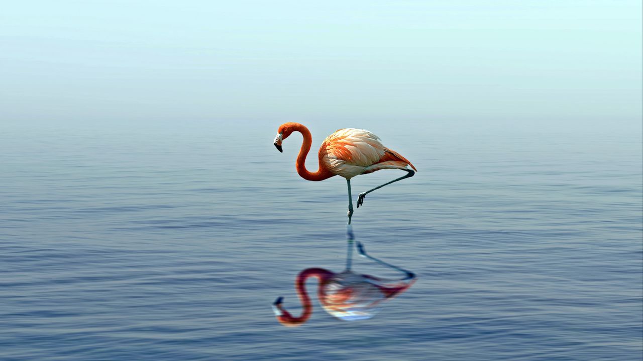 Wallpaper flamingo, reflection, lake, water, bird, stands