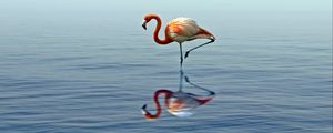 Preview wallpaper flamingo, reflection, lake, water, bird, stands