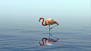 Preview wallpaper flamingo, reflection, lake, water, bird, stands