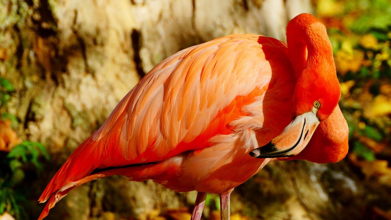 Wallpaper flamingos, beak, bird