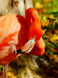 Preview wallpaper flamingos, beak, bird