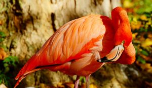 Preview wallpaper flamingos, beak, bird
