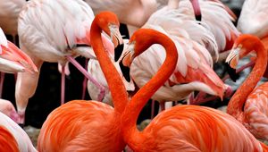 Preview wallpaper flamingos, birds, colorful, feathers