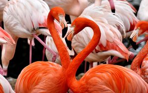 Preview wallpaper flamingos, birds, colorful, feathers