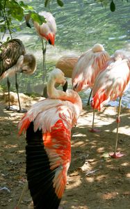 Preview wallpaper flamingos, birds, lots, land, sunlight
