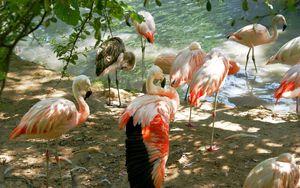Preview wallpaper flamingos, birds, lots, land, sunlight