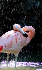 Preview wallpaper flamingos, birds, water, drops
