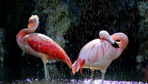 Preview wallpaper flamingos, birds, water, drops
