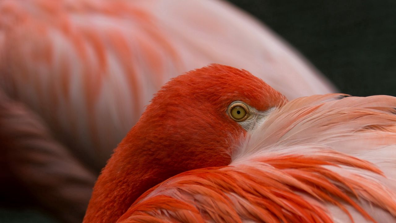 Wallpaper flamingos, eyes, feathers